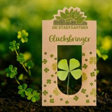 Glücksbringer - echtes Kleeblatt getrocknet