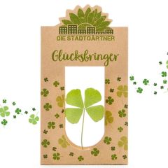 Glücksbringer - echtes Kleeblatt getrocknet