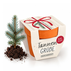 Tannengrüße „Frohe Weihnachten“ (Blaufichte)